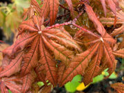 - Acer palmatum 'Baby Ghost' Japanese Maple - Mr Maple │ Buy Japanese Maple Trees