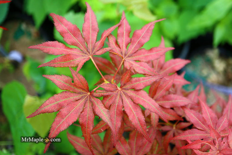 - Acer palmatum 'Baby Ghost' Japanese Maple - Mr Maple │ Buy Japanese Maple Trees