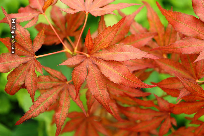 - Acer palmatum 'Baby Ghost' Japanese Maple - Mr Maple │ Buy Japanese Maple Trees