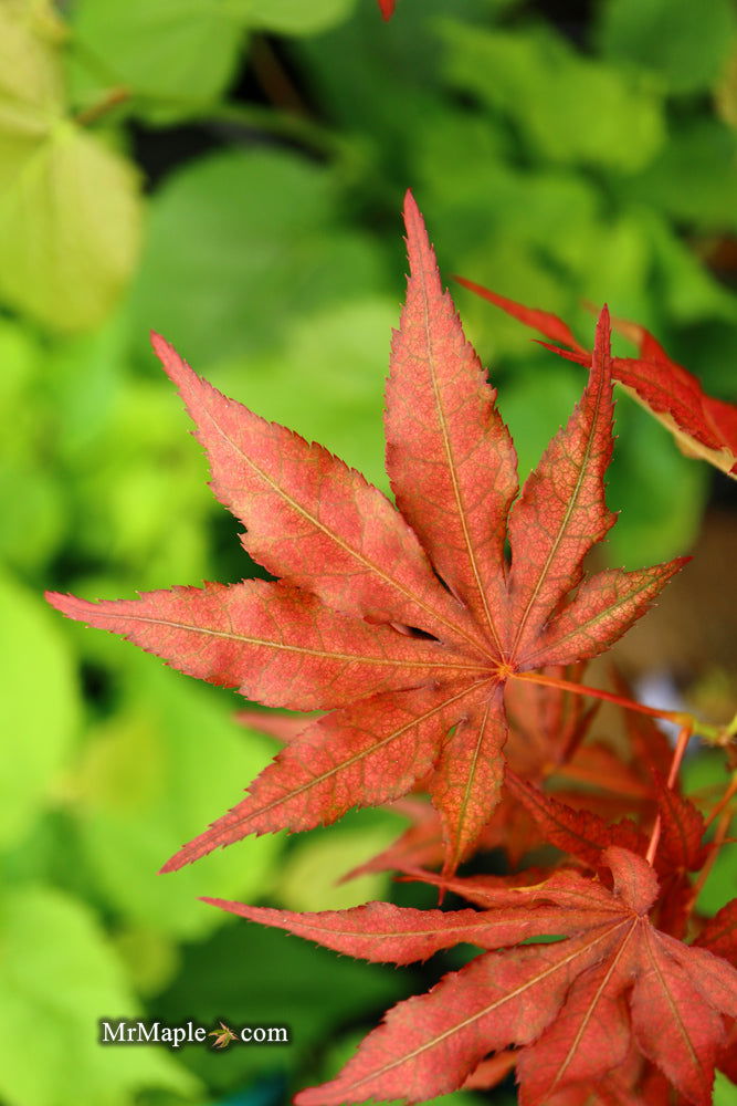 - Acer palmatum 'Baby Ghost' Japanese Maple - Mr Maple │ Buy Japanese Maple Trees