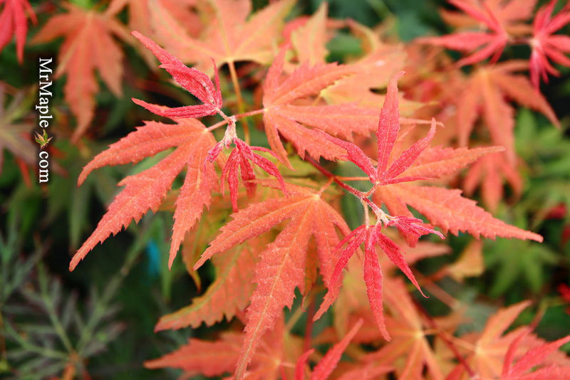 - Acer palmatum 'Baby Ghost' Japanese Maple - Mr Maple │ Buy Japanese Maple Trees