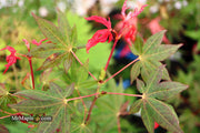- Acer palmatum 'Baby Ghost' Japanese Maple - Mr Maple │ Buy Japanese Maple Trees