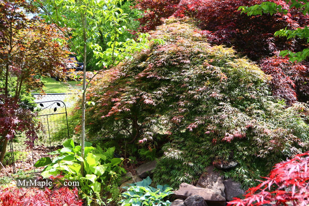 Buy Acer palmatum 'Baby Lace Lexington' Laceleaf Japanese Maple