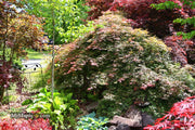 - Acer palmatum 'Baby Lace Lexington' Laceleaf Japanese Maple - Mr Maple │ Buy Japanese Maple Trees