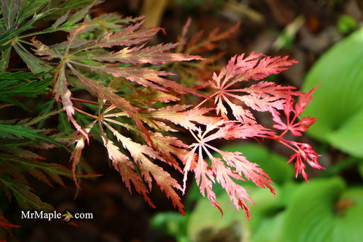 - Acer palmatum 'Baby Lace Lexington' Laceleaf Japanese Maple - Mr Maple │ Buy Japanese Maple Trees