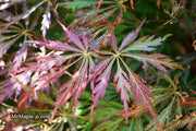 - Acer palmatum 'Baby Lace Lexington' Laceleaf Japanese Maple - Mr Maple │ Buy Japanese Maple Trees