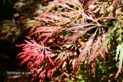 - Acer palmatum 'Baby Lace Lexington' Laceleaf Japanese Maple - Mr Maple │ Buy Japanese Maple Trees