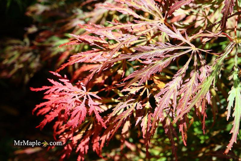 - Acer palmatum 'Baby Lace Lexington' Laceleaf Japanese Maple - Mr Maple │ Buy Japanese Maple Trees