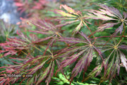 - Acer palmatum 'Baby Lace Lexington' Laceleaf Japanese Maple - Mr Maple │ Buy Japanese Maple Trees