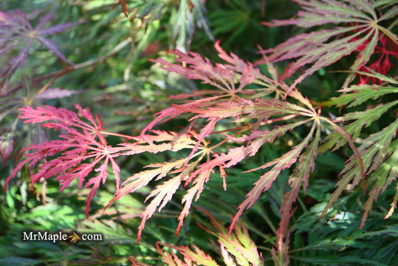 - Acer palmatum 'Baby Lace Lexington' Laceleaf Japanese Maple - Mr Maple │ Buy Japanese Maple Trees