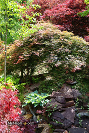 - Acer palmatum 'Baby Lace Lexington' Laceleaf Japanese Maple - Mr Maple │ Buy Japanese Maple Trees