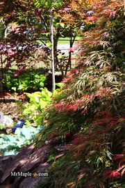 - Acer palmatum 'Baby Lace Lexington' Laceleaf Japanese Maple - Mr Maple │ Buy Japanese Maple Trees