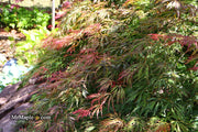 - Acer palmatum 'Baby Lace Lexington' Laceleaf Japanese Maple - Mr Maple │ Buy Japanese Maple Trees