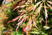 - Acer palmatum 'Baby Lace Lexington' Laceleaf Japanese Maple - Mr Maple │ Buy Japanese Maple Trees