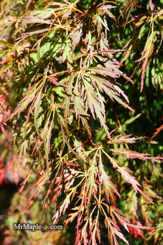 - Acer palmatum 'Baby Lace Lexington' Laceleaf Japanese Maple - Mr Maple │ Buy Japanese Maple Trees