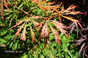 - Acer palmatum 'Baby Lace Lexington' Laceleaf Japanese Maple - Mr Maple │ Buy Japanese Maple Trees