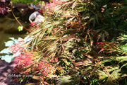 - Acer palmatum 'Baby Lace Lexington' Laceleaf Japanese Maple - Mr Maple │ Buy Japanese Maple Trees