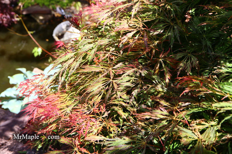 - Acer palmatum 'Baby Lace Lexington' Laceleaf Japanese Maple - Mr Maple │ Buy Japanese Maple Trees