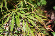 - Acer palmatum 'Baby Lace Lexington' Laceleaf Japanese Maple - Mr Maple │ Buy Japanese Maple Trees