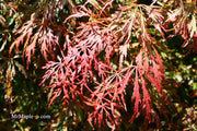 - Acer palmatum 'Baby Lace Lexington' Laceleaf Japanese Maple - Mr Maple │ Buy Japanese Maple Trees