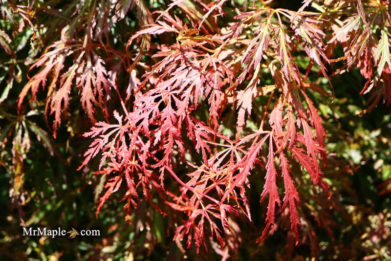 - Acer palmatum 'Baby Lace Lexington' Laceleaf Japanese Maple - Mr Maple │ Buy Japanese Maple Trees