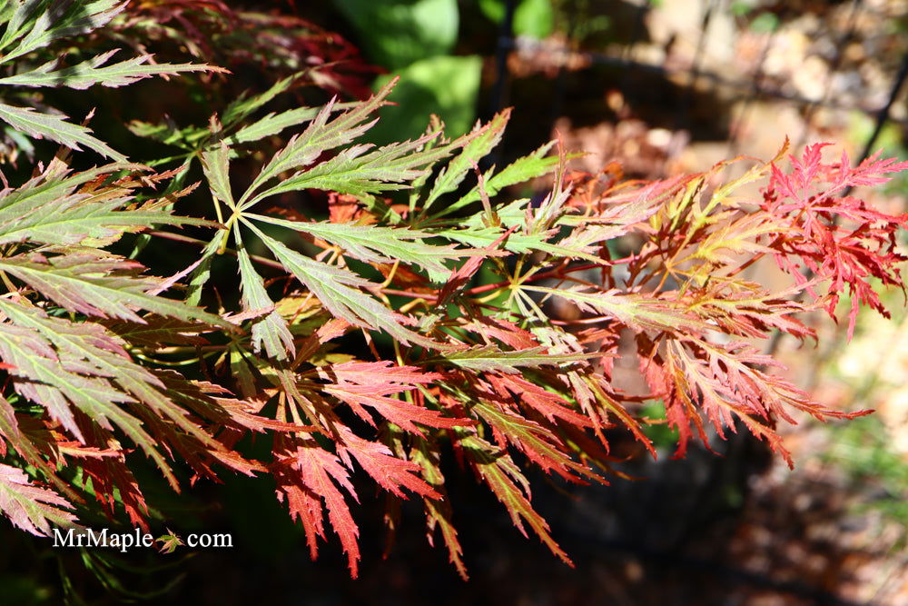 Buy Acer palmatum 'Baby Lace Lexington' Laceleaf Japanese Maple