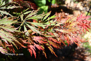 - Acer palmatum 'Baby Lace Lexington' Laceleaf Japanese Maple - Mr Maple │ Buy Japanese Maple Trees