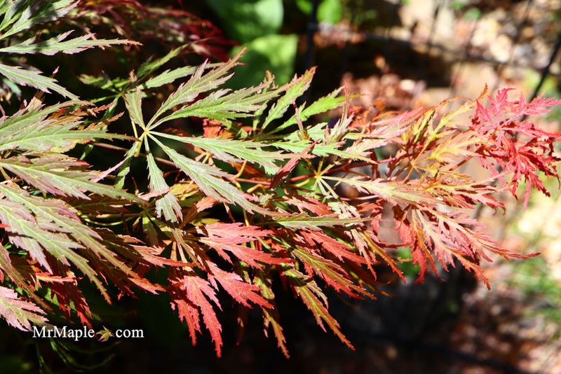 - Acer palmatum 'Baby Lace Lexington' Laceleaf Japanese Maple - Mr Maple │ Buy Japanese Maple Trees