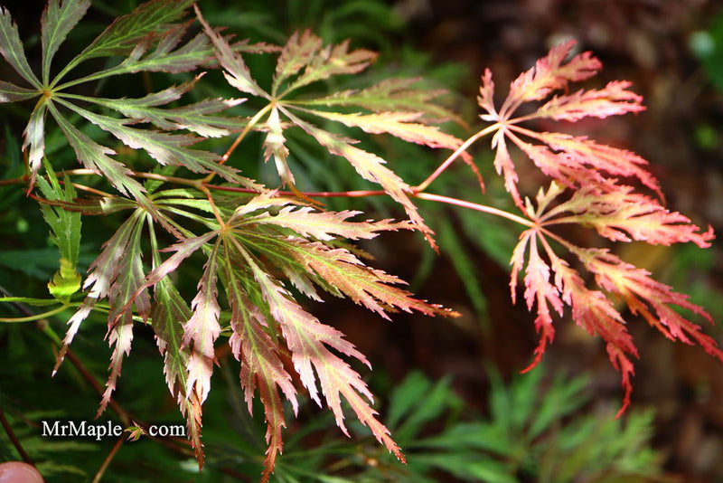 - Acer palmatum 'Baby Lace Lexington' Laceleaf Japanese Maple - Mr Maple │ Buy Japanese Maple Trees