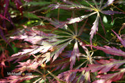 - Acer palmatum 'Baby Lace Lexington' Laceleaf Japanese Maple - Mr Maple │ Buy Japanese Maple Trees
