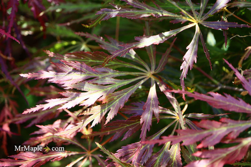 - Acer palmatum 'Baby Lace Lexington' Laceleaf Japanese Maple - Mr Maple │ Buy Japanese Maple Trees