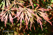 - Acer palmatum 'Baby Lace Lexington' Laceleaf Japanese Maple - Mr Maple │ Buy Japanese Maple Trees