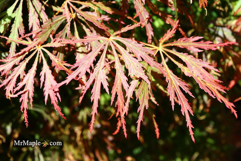 - Acer palmatum 'Baby Lace Lexington' Laceleaf Japanese Maple - Mr Maple │ Buy Japanese Maple Trees
