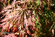 - Acer palmatum 'Baby Lace Lexington' Laceleaf Japanese Maple - Mr Maple │ Buy Japanese Maple Trees