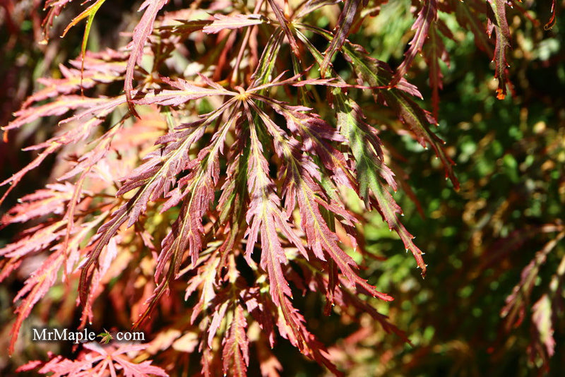 - Acer palmatum 'Baby Lace Lexington' Laceleaf Japanese Maple - Mr Maple │ Buy Japanese Maple Trees