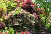 - Acer palmatum 'Baby Lace Lexington' Laceleaf Japanese Maple - Mr Maple │ Buy Japanese Maple Trees