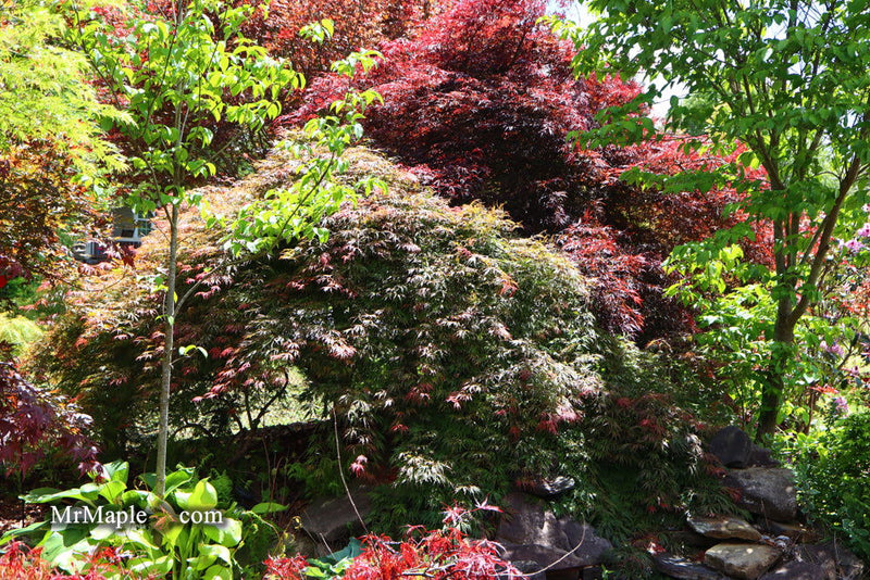 - Acer palmatum 'Baby Lace Lexington' Laceleaf Japanese Maple - Mr Maple │ Buy Japanese Maple Trees