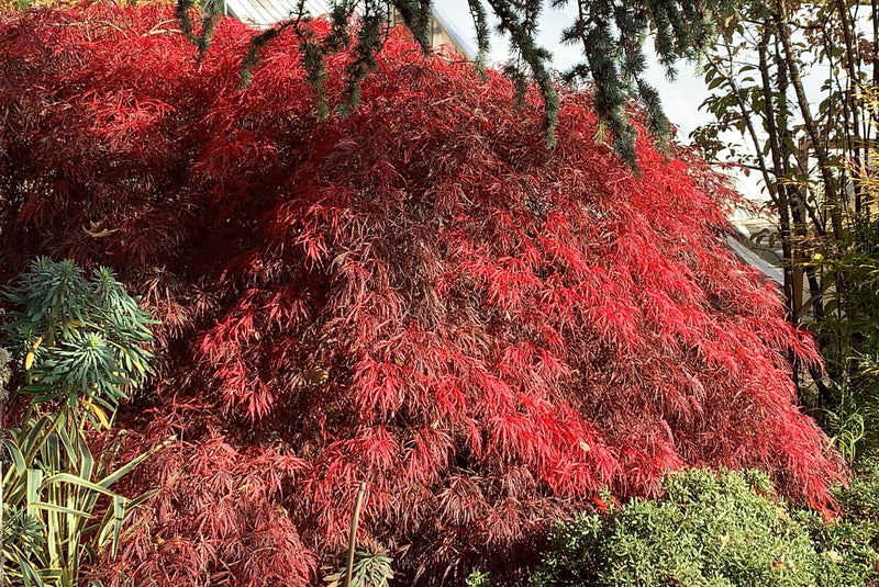 - Acer palmatum 'Barrie Bergman' Weeping Japanese Maple - Mr Maple │ Buy Japanese Maple Trees