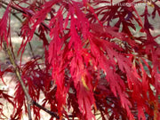 - Acer palmatum 'Barrie Bergman' Weeping Japanese Maple - Mr Maple │ Buy Japanese Maple Trees