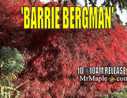 - Acer palmatum 'Barrie Bergman' Weeping Japanese Maple - Mr Maple │ Buy Japanese Maple Trees