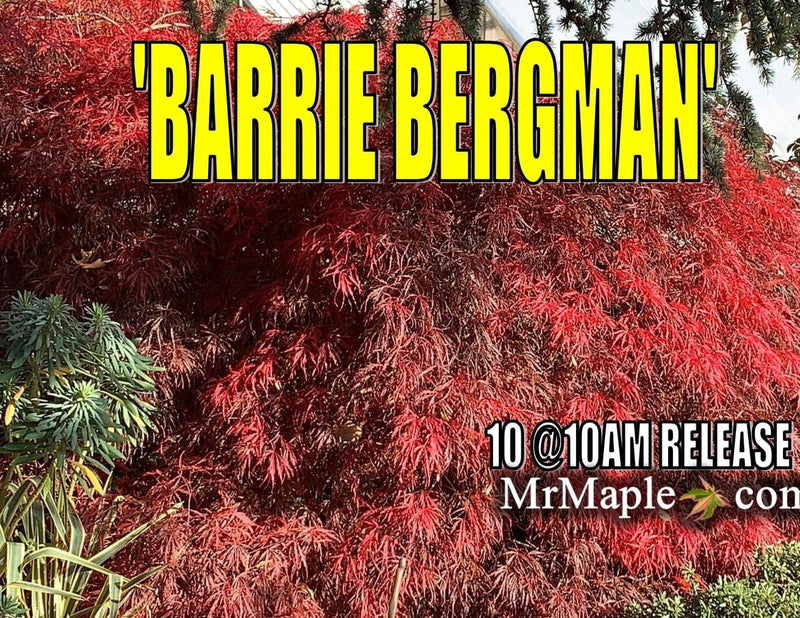 - Acer palmatum 'Barrie Bergman' Weeping Japanese Maple - Mr Maple │ Buy Japanese Maple Trees