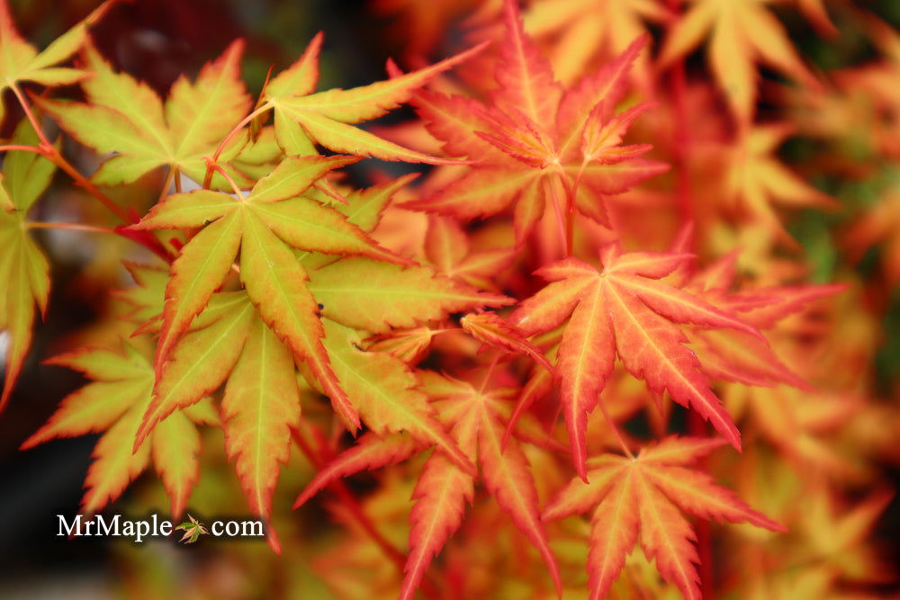 - Acer palmatum 'Baton Rouge' Coral Bark Japanese Maple - Mr Maple │ Buy Japanese Maple Trees