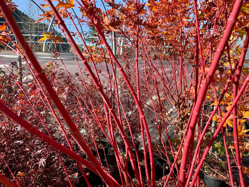 - Acer palmatum 'Baton Rouge' Coral Bark Japanese Maple - Mr Maple │ Buy Japanese Maple Trees