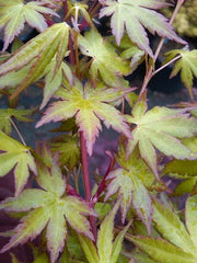 - Acer palmatum 'Baton Rouge' Coral Bark Japanese Maple - Mr Maple │ Buy Japanese Maple Trees