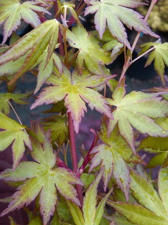 - Acer palmatum 'Baton Rouge' Coral Bark Japanese Maple - Mr Maple │ Buy Japanese Maple Trees