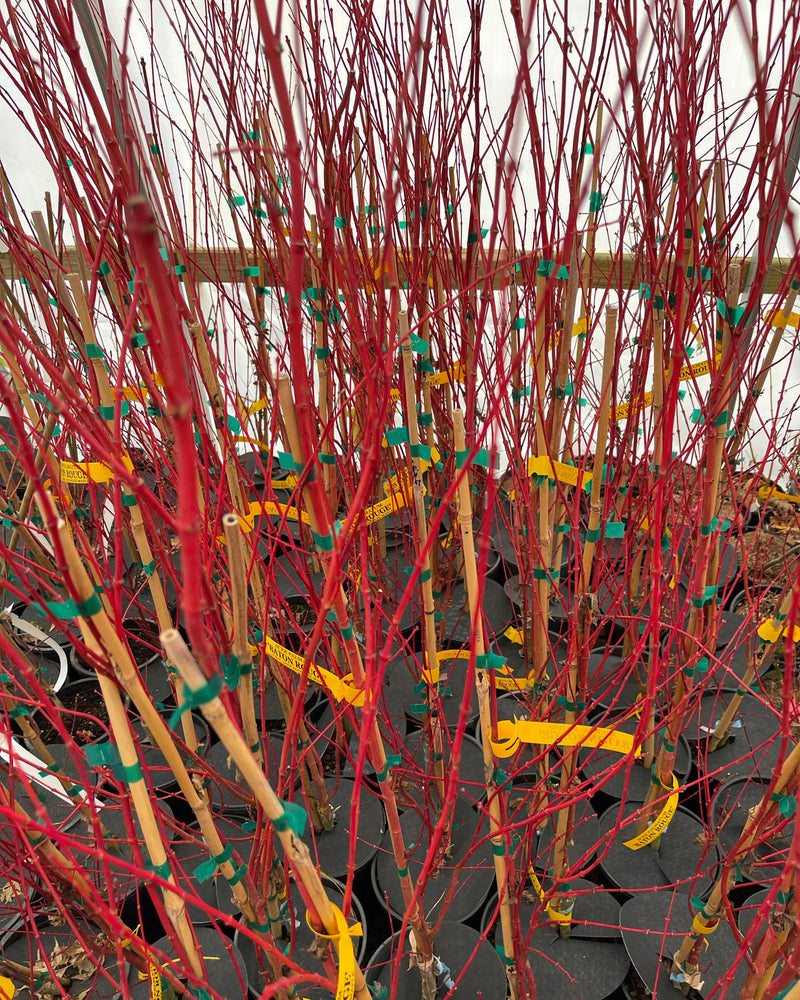 - Acer palmatum 'Baton Rouge' Coral Bark Japanese Maple - Mr Maple │ Buy Japanese Maple Trees