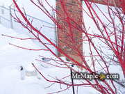 - Acer palmatum 'Baton Rouge' Coral Bark Japanese Maple - Mr Maple │ Buy Japanese Maple Trees