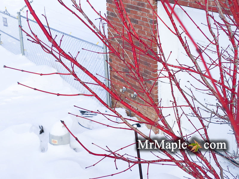 - Acer palmatum 'Baton Rouge' Coral Bark Japanese Maple - Mr Maple │ Buy Japanese Maple Trees