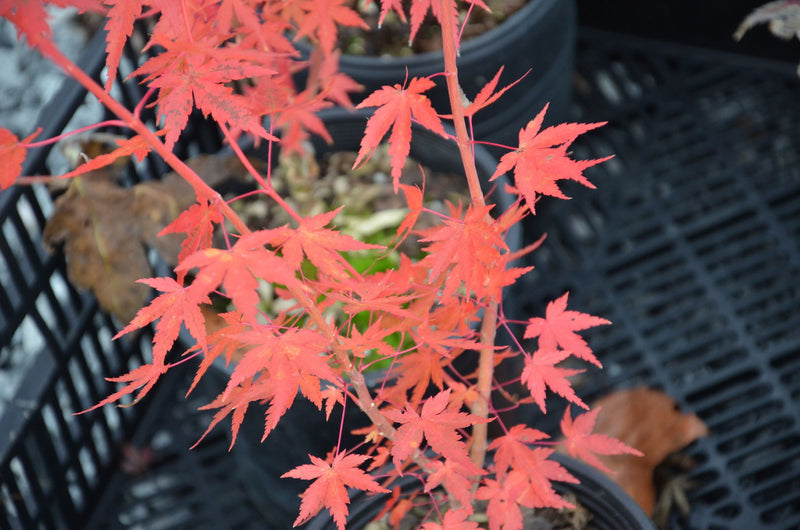 - Acer palmatum 'Baton Rouge' Coral Bark Japanese Maple - Mr Maple │ Buy Japanese Maple Trees