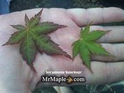 - Acer palmatum 'Baton Rouge' Coral Bark Japanese Maple - Mr Maple │ Buy Japanese Maple Trees